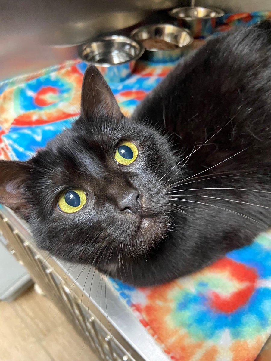 Volunteering at the shelter you’ve gotta be pretty strong. I’m usually pretty good. This one made me ugly cry today, though 😭💔
If anyone lives in the Dallas area can take this pretty kitty, please let me know 😭💔