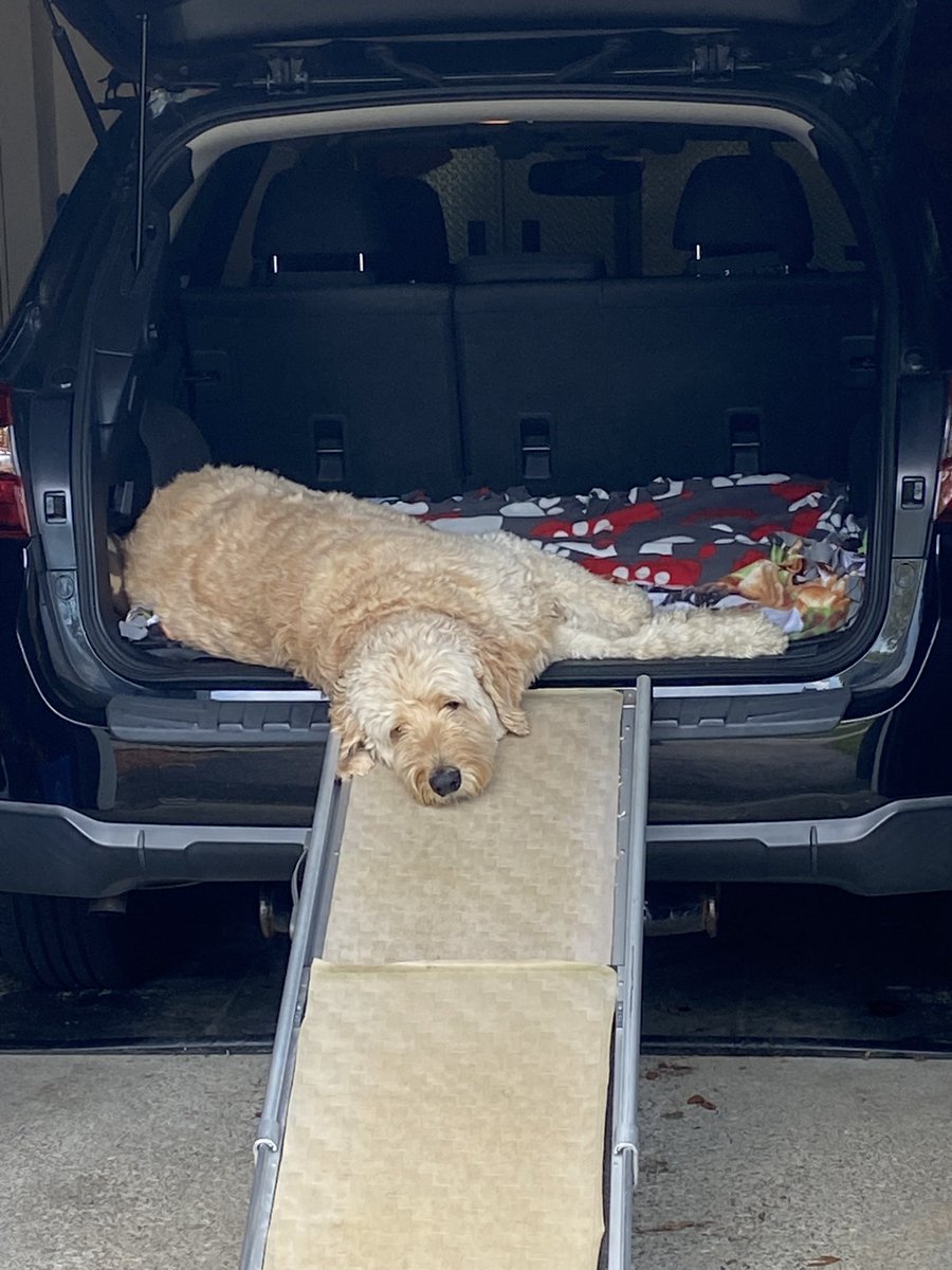 Our @rfkcommunity #DoctorFranklinPerkinsSchool therapy dog Cooper was too tired to get out of the car when he got home tonight… work hard, sleep hard!