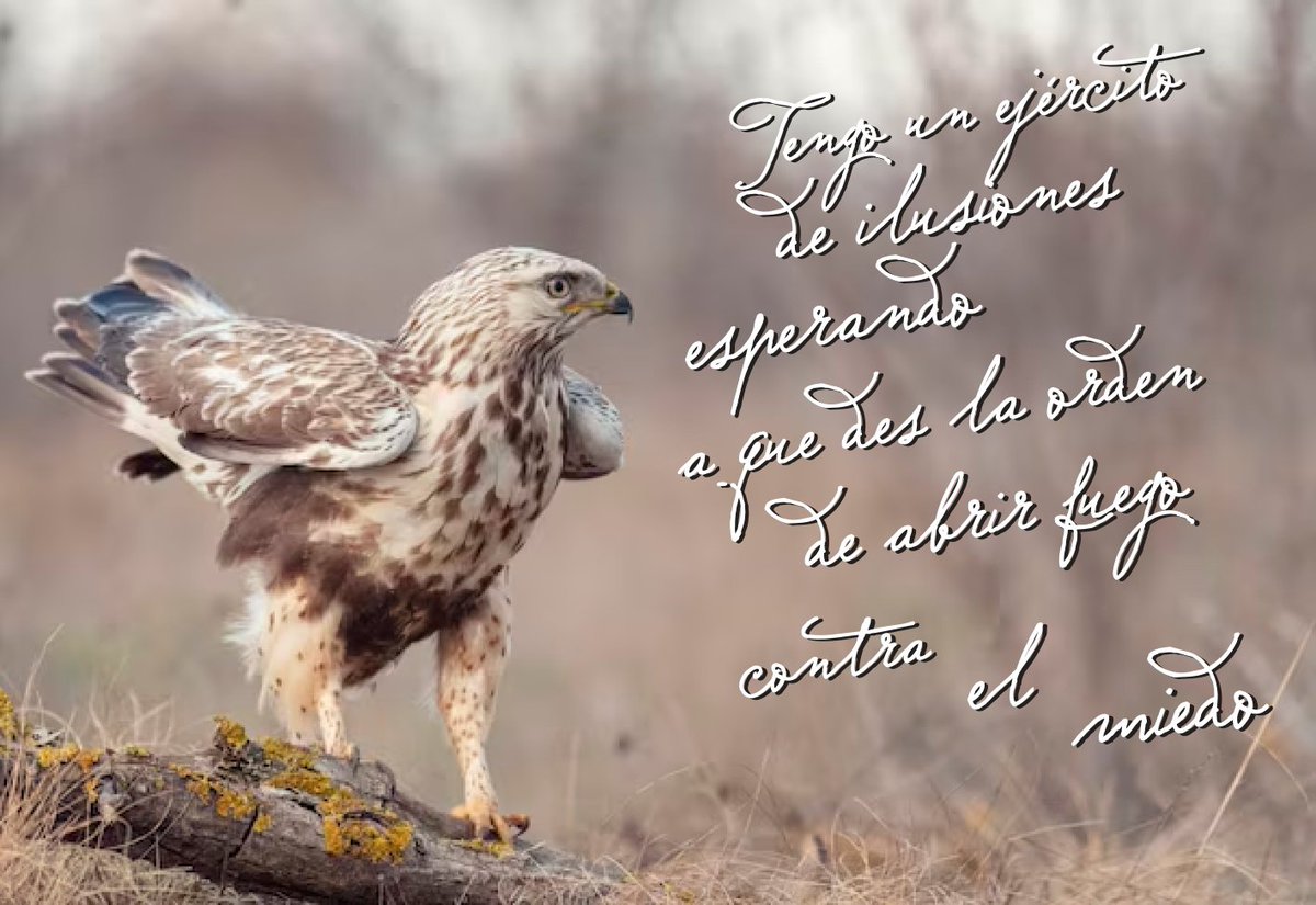 digital_server's tweet image. Salu2

Impresos bajo demanda...

Couches, Opalinas, Sulfatada 12pt, Adhesivos (Papel, Transparente y Vinil Blanco)

#diseñadora#diseñadorgrafico#impresores#serigrafía #maquiladeimpresion #maquila