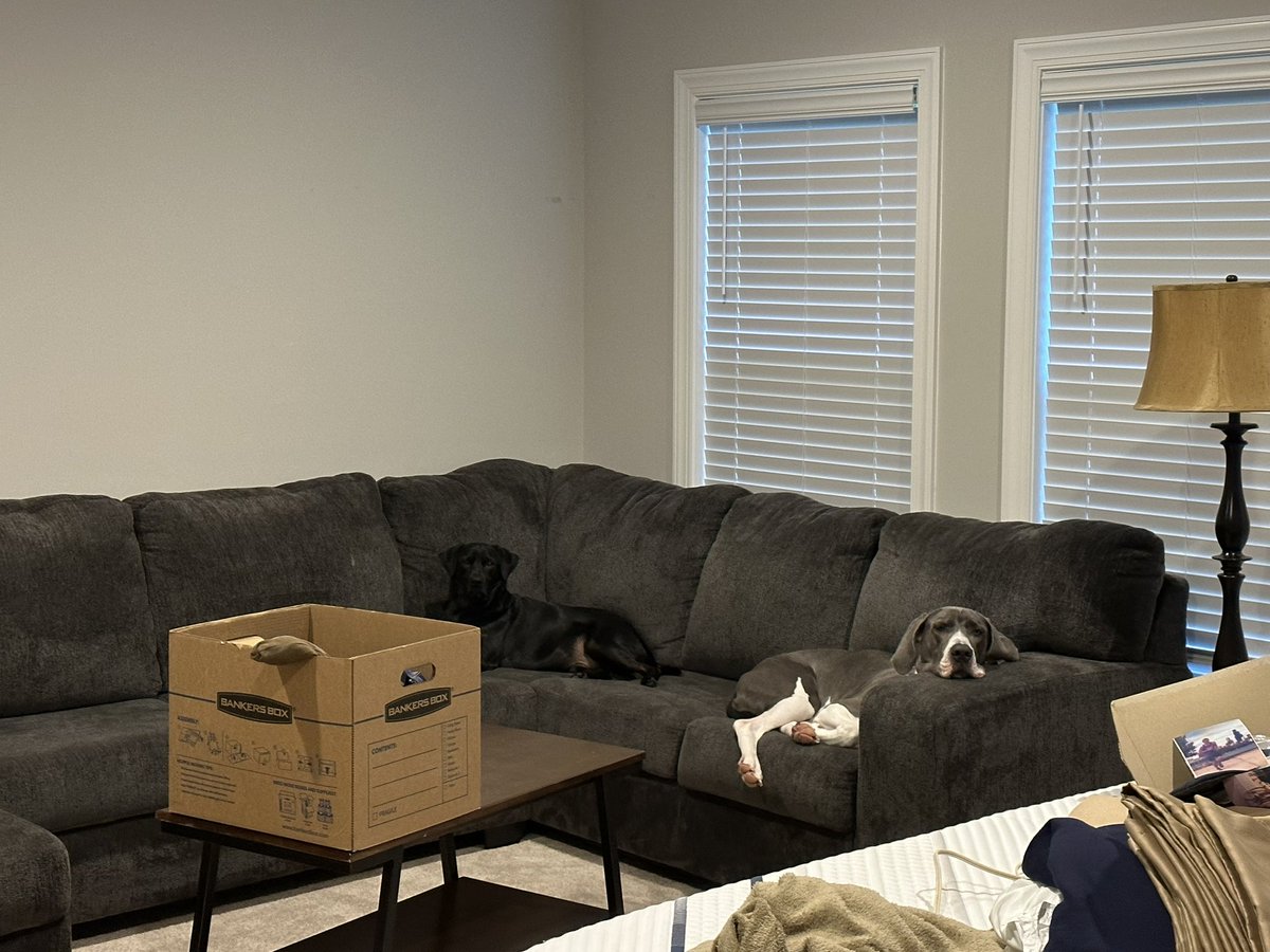 I think the dogs have claimed their room.