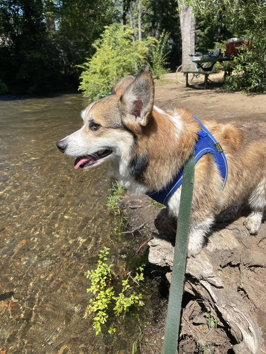 I am patrolling the river today. There is lots and lots of squirrels here. 

#CorgiCrew