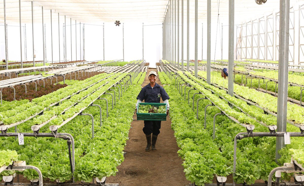 floydgreenja's tweet photo. New FACE of Food .. Bernard Lodge, Jamaica #FoodSecurity #Agribusiness #ClimateSmartTechnologies #ExportExpansion https://t.co/eAysvZkmxf