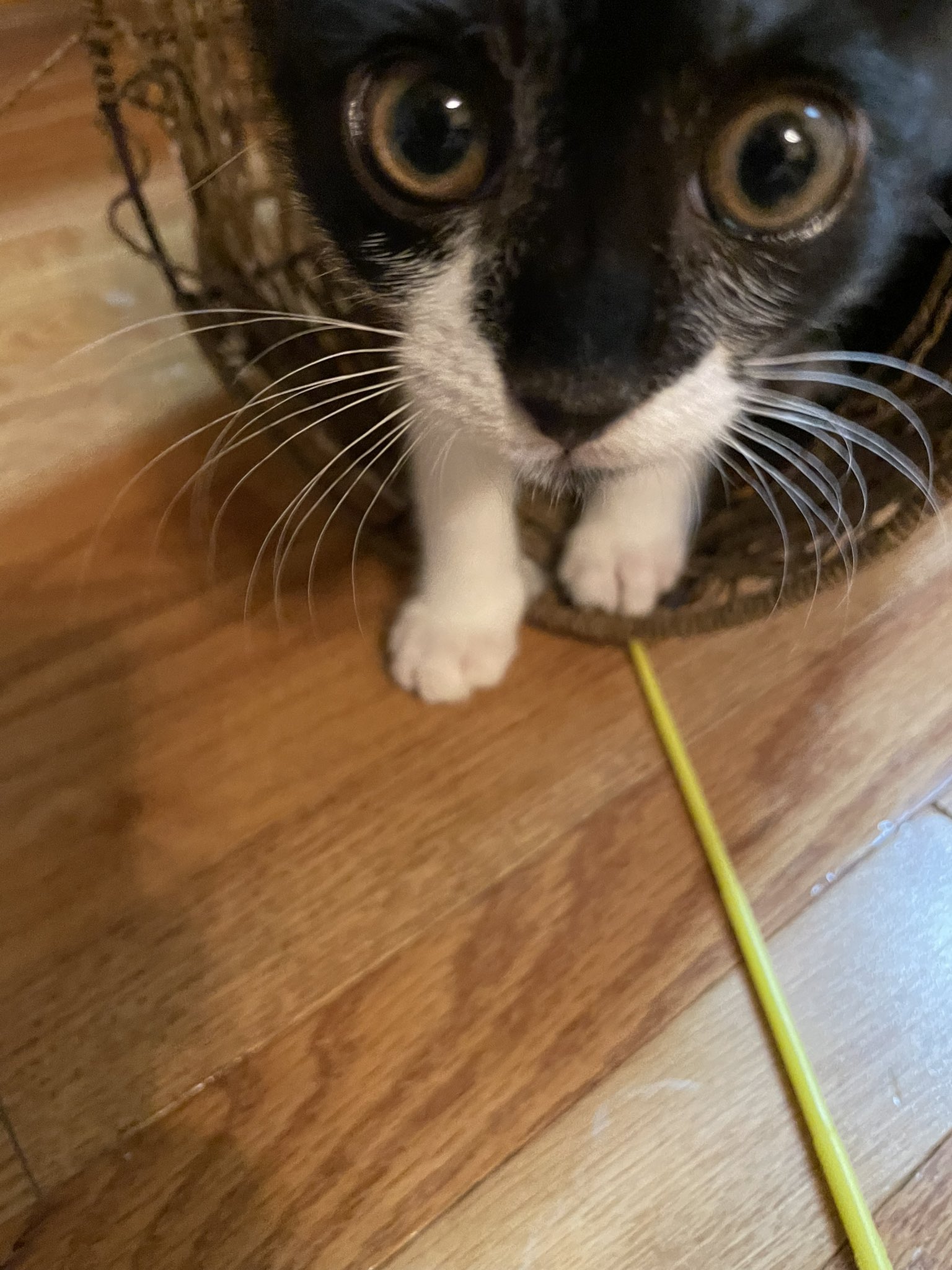 ひなな🌙.*·̩͙山口整萌さん推、悪魔信者、運命共同体♡ on Twitter