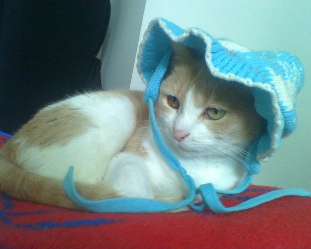 Rachel Elser tweet media