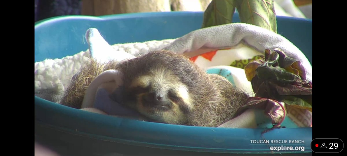 #ToucanRescueRanch
#sloths
Robin was very sleepy today.
