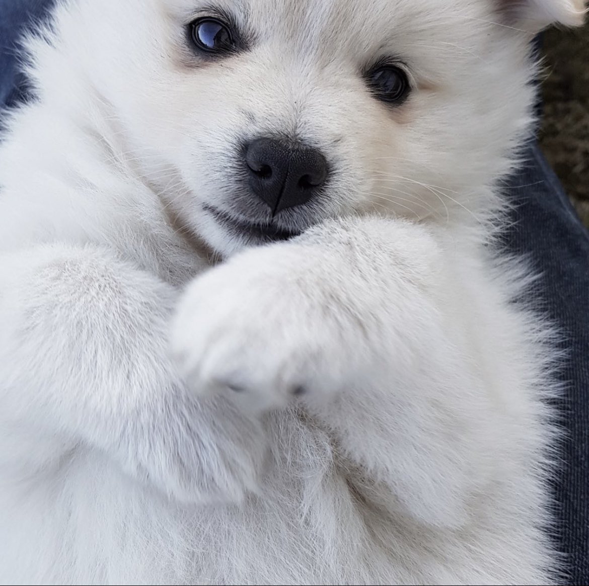 🥺❤️🐶Sherrykind on Insta only ever posted a single image of their dog, last year - so I get to be sherrykindstuff on that “strings” app! Here is their dog! #puppy #cute