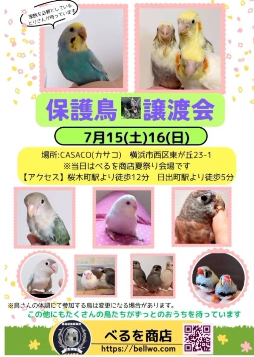 正直、莫大な費用が
かかります

本当に勝手なお願いで
申し訳ありません

どうかこの仔たちに
ご支援をいただけません
でしょうか

保健所さんに連絡し
動愛さんと連携の上
＋100羽　 7/15、7/16の
横浜市譲渡会に連れて行く
申請をしました

先住の保護鳥もたくさん
います

→