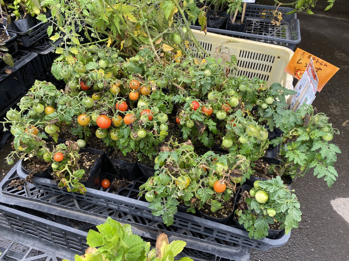 niseko762's tweet photo. 9時台は、里見地域コミュニティセンター直売所よりお届けしました！🍅

道の駅の直売所と合わせて、ぜひお立ち寄りください🚗💭

#ラジオニセコ https://t.co/o57XUa4mIV