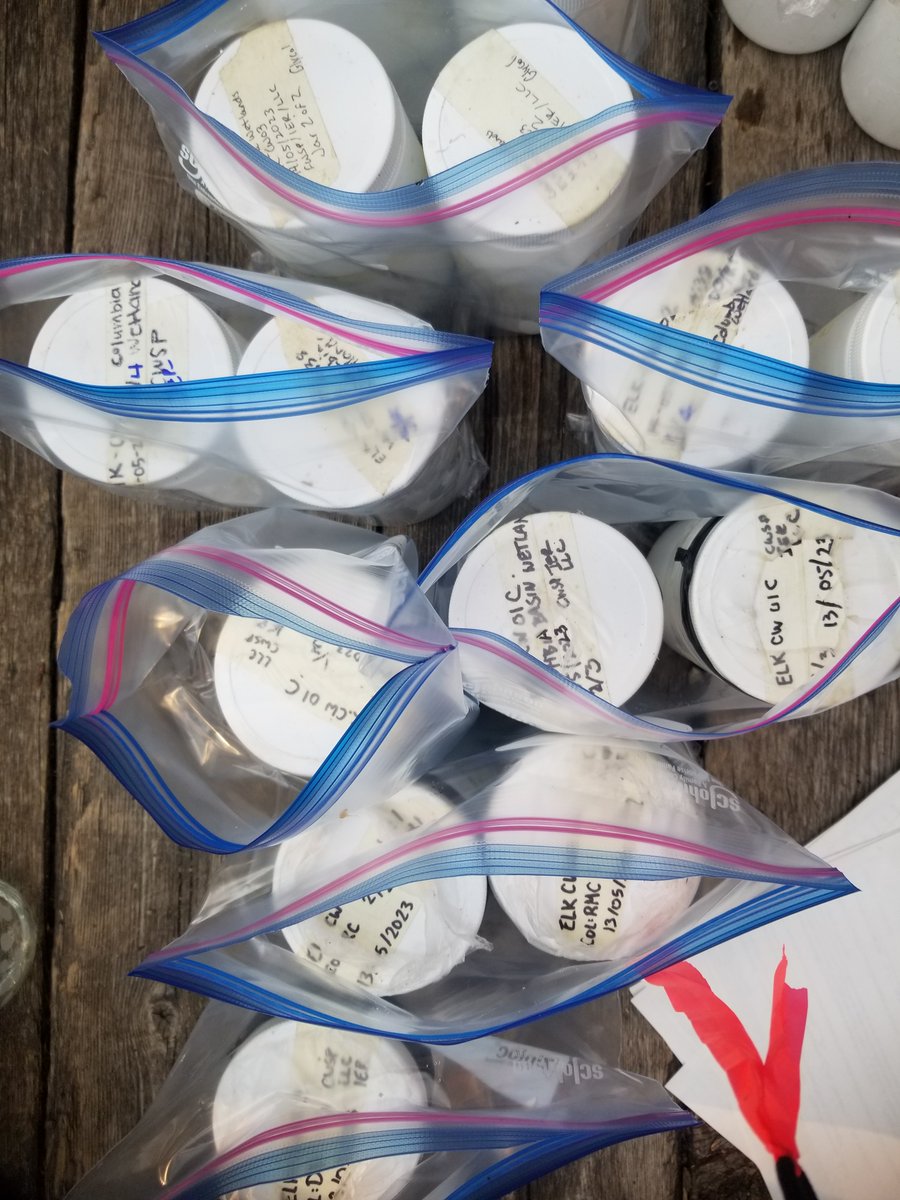 Kick samples from spring sampling of the Columbia wetlands are currently being analyzed at U of Guelph using genomic methods. @hajibabaeilab @CWStewards @LivingLakesCA @NaturalistCat  @WWFCanada @CBG_UofG @stream_CBG @eccc_news #biomonitoring #eDNA #macroinvertebrate