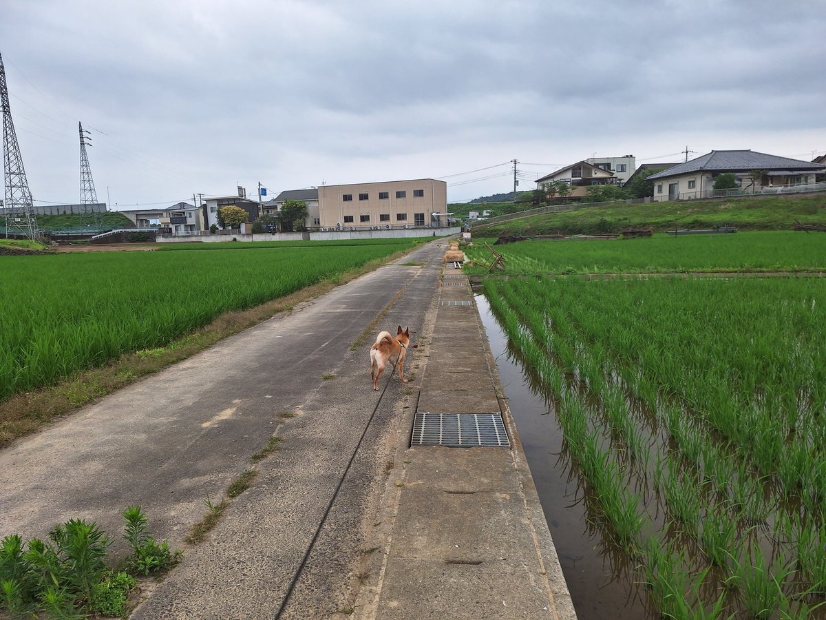 izumin__123's tweet photo. 今朝の愛犬サーフの散歩道🐶 https://t.co/VeV6xmTOkn