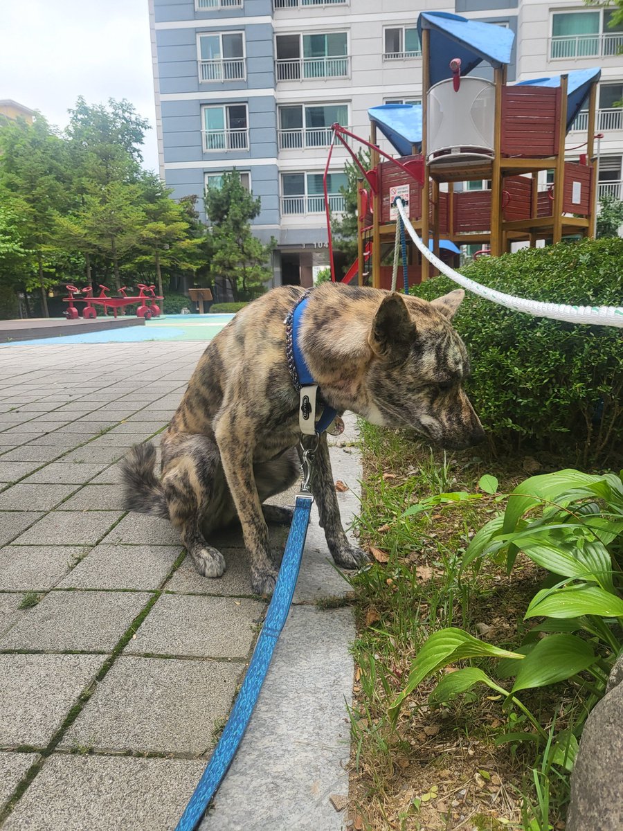 LT_holang's tweet photo. 왠 할매가 개 무섭다고 줄 잘잡아달래서 한쪽으로 비켜서고 지나가라 했고 입마개 어쩌고 하는소리 들려서 어휴 인간 또 지랄이네 하고 넘겼는데
산책 돌아오는길에 그 할매가 오프리쉬 비숑을 귀엽다고 만지는것를 목격함
그리고 그 비숑은 우릴보고 죽일듯이 짖어서 호랑이 기죽음 https://t.co/34vvk8e6eA