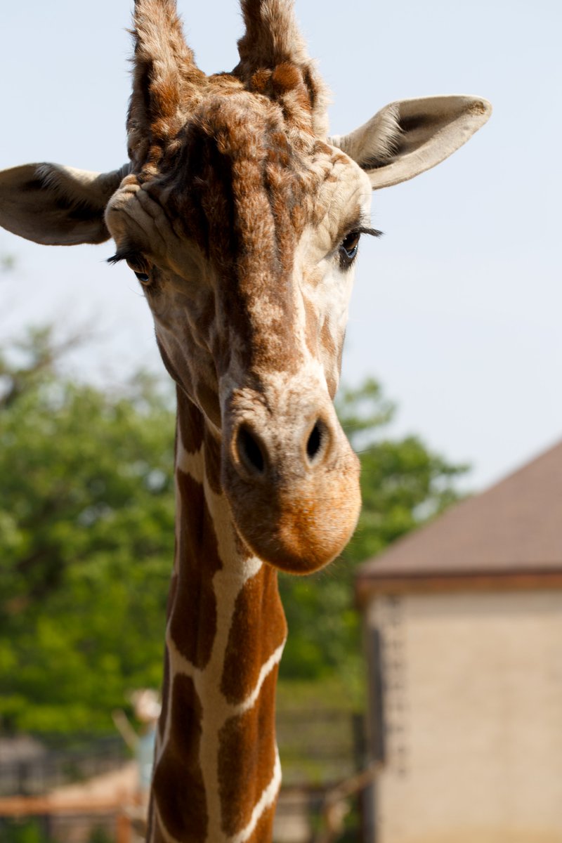 ComoZoo's tweet photo. Happy 14th Birthday to Skeeter!

Please share your photos if you've had a chance to feed him!

📷: @ComoFriends https://t.co/pnjijF7Ftn