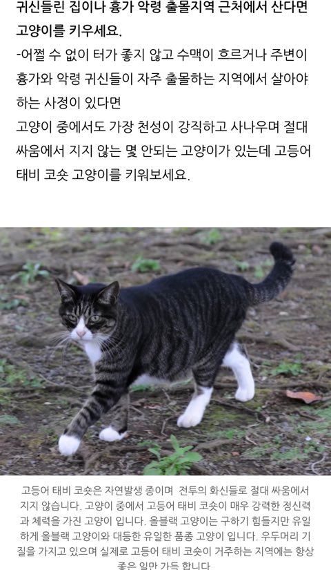 rockurbodyisaid's tweet photo. 고등어 태비 코숏은 전투의 화신들로 절대 싸움에서 지지 않습니다
실제로 고등어 태비 코숏이 거주하는 지역에는 항상 좋은 일만 가득 합니다
ㅋㅋㅋㅋㅋㅋㅋㅋㅋㅋㅋㅋㅋㅋㅋㅋㅋㅋ https://t.co/YP61BFrn0q
