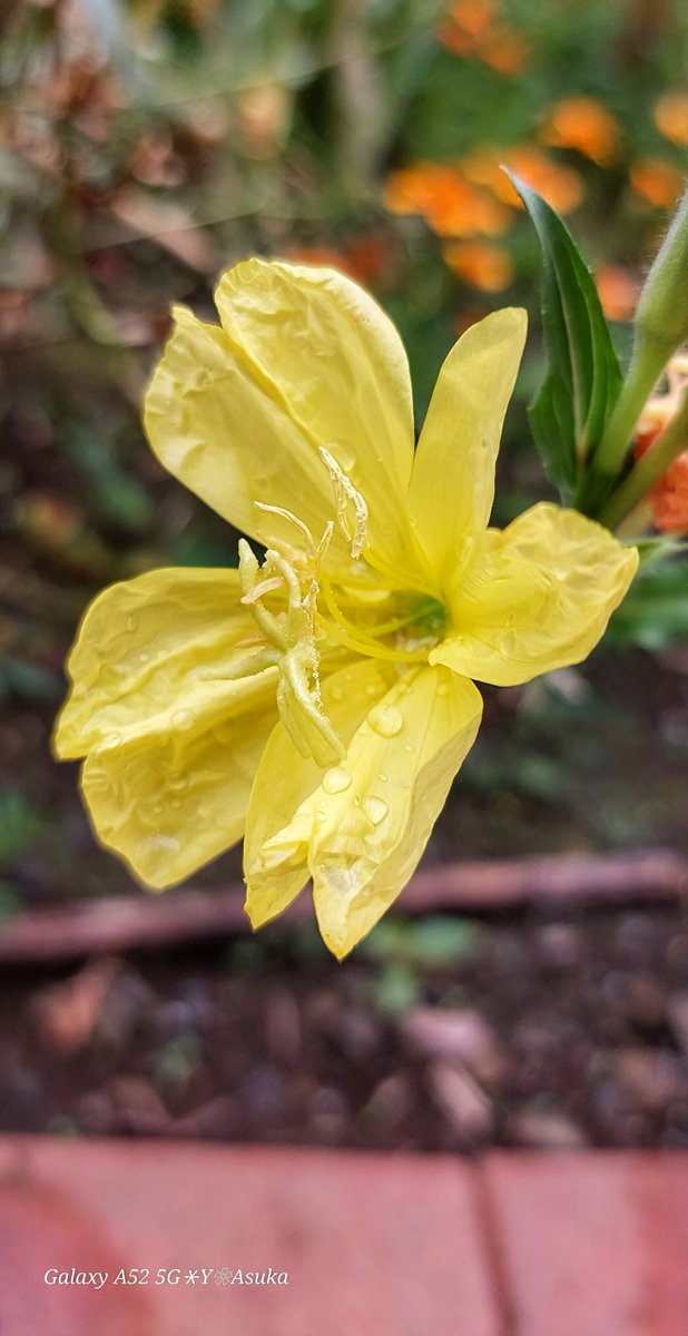 yumeasutw's tweet photo. どんより #梅雨空 の土曜日の朝🌧️
雨粒を纏いしっとりの #マツヨイグサ 💛
予想最高/最低気温🌡️29℃/24℃
雨時々曇り☔/☁️
雨が降ったり止んだりジメジメと蒸し暑い一日となりそうです😵💦
#待宵草 #庭花 #花 #Flower #雫
#マクロ撮影
#空の名前
#天気の図鑑 #雲の超図鑑
#a2023 #a0708 #a202307 https://t.co/lGgqqp07M3