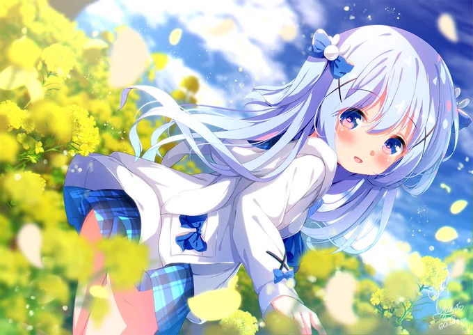 菜の花畑チノちゃん 