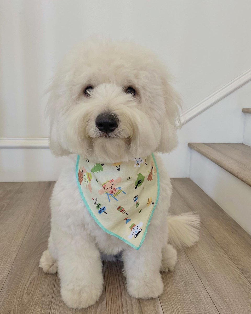 BoxLunchGifts's tweet photo. Likes to Take Naps on Laps 🥹 Who says your fur baby can't have a #Cinnamoroll bandana bib? #GetSomeGiveBack https://t.co/t8hJS9uVaP
📸 : IG @//hudson.themaltipoo https://t.co/PKuHglqXXw