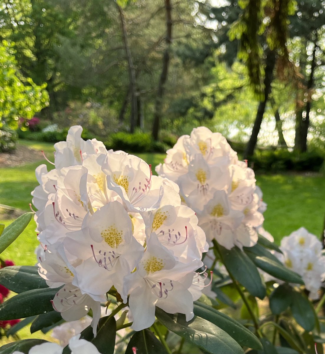 Michell52514309's tweet photo. #FLOWER https://t.co/RUqGgOIelp