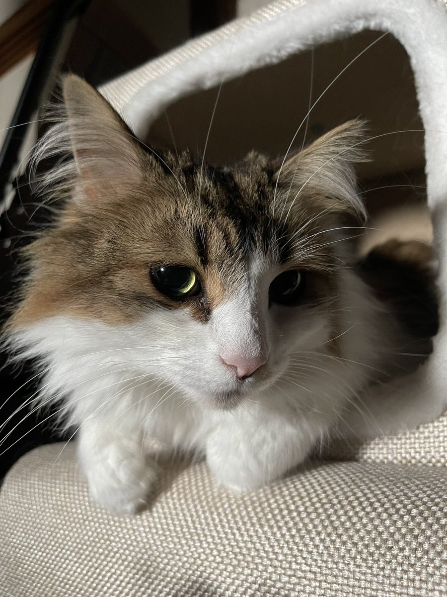 今日は寝起きにかまってくれないうちのネコチャン
かわわわわわわわわわわ https://t.co/QdhtGsrZUD