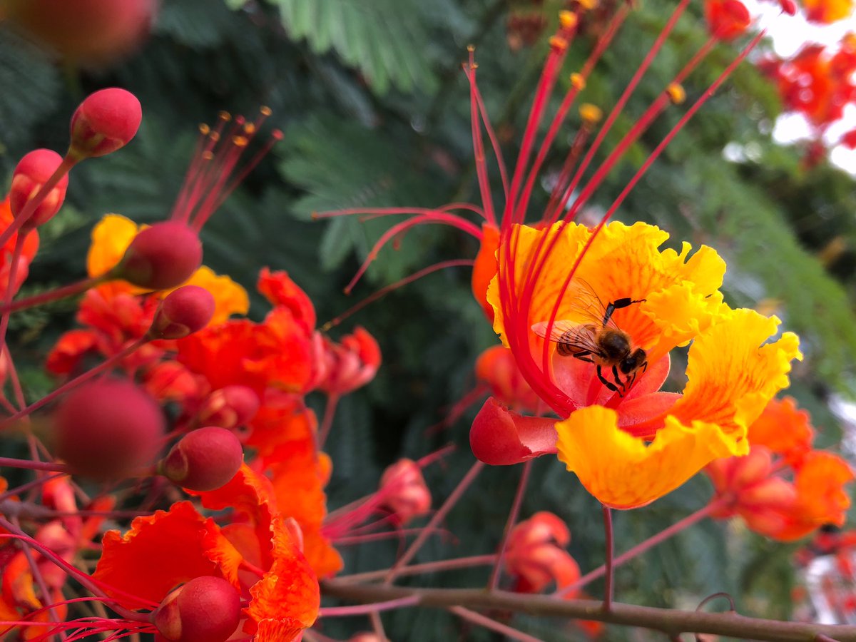 melrp's tweet photo. Pride of Barbados - almost the only thing to recommend an #ATX summer. https://t.co/tFyjhCn4Ru