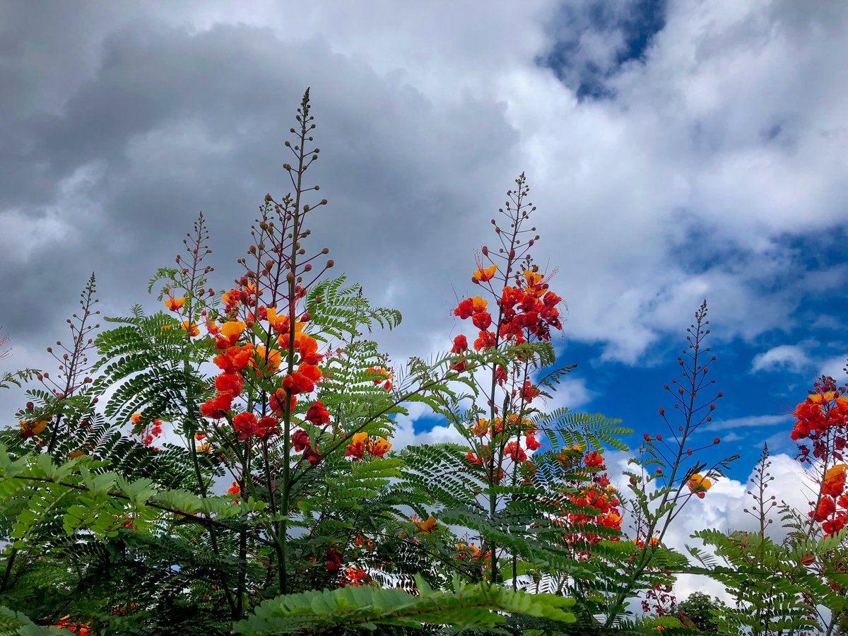 melrp's tweet photo. Pride of Barbados - almost the only thing to recommend an #ATX summer. https://t.co/tFyjhCn4Ru