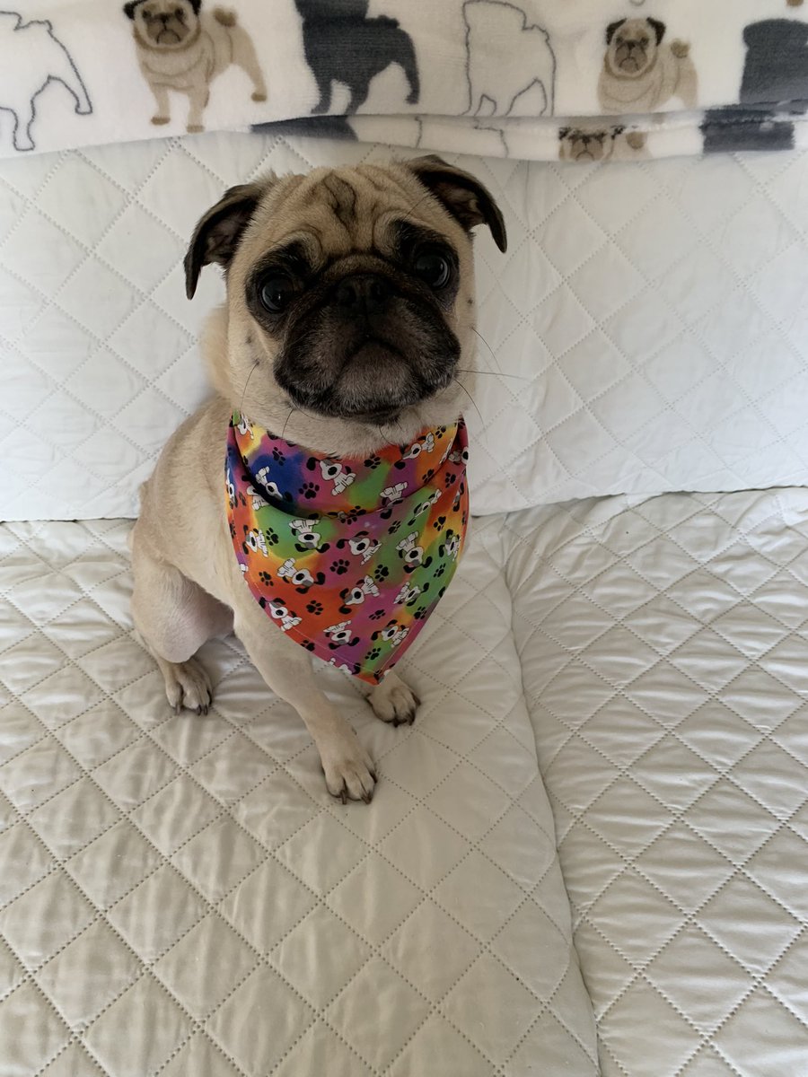 PetuniaMaePug's tweet photo. Happy FriYay Pals! 🐶 🐾 🐈 Today my bootiful bandanas from Charlie Boo @CharliePawsUp shop came. https://t.co/ksdevKOnry please check out their shop 🛍️ if you haven’t. Mum &amp; I hope you have a pawtastic weekend. 💜 #ElizaandPetuniaStrong https://t.co/fj32fjeAkB