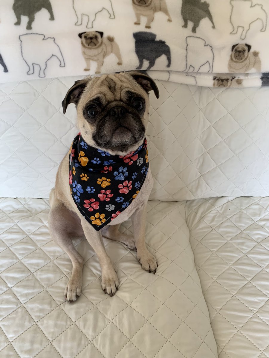 PetuniaMaePug's tweet photo. Happy FriYay Pals! 🐶 🐾 🐈 Today my bootiful bandanas from Charlie Boo @CharliePawsUp shop came. https://t.co/ksdevKOnry please check out their shop 🛍️ if you haven’t. Mum &amp; I hope you have a pawtastic weekend. 💜 #ElizaandPetuniaStrong https://t.co/fj32fjeAkB