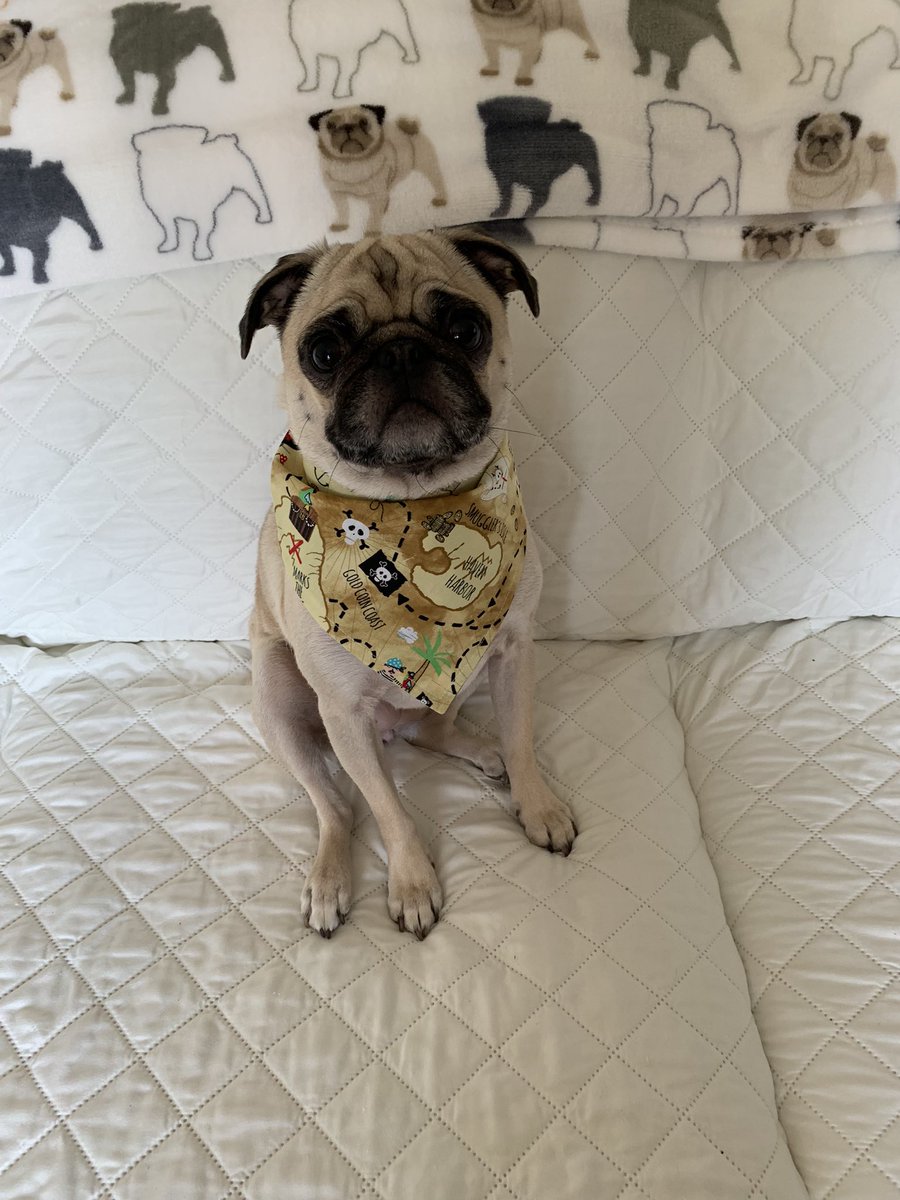 PetuniaMaePug's tweet photo. Happy FriYay Pals! 🐶 🐾 🐈 Today my bootiful bandanas from Charlie Boo @CharliePawsUp shop came. https://t.co/ksdevKOnry please check out their shop 🛍️ if you haven’t. Mum &amp; I hope you have a pawtastic weekend. 💜 #ElizaandPetuniaStrong https://t.co/fj32fjeAkB