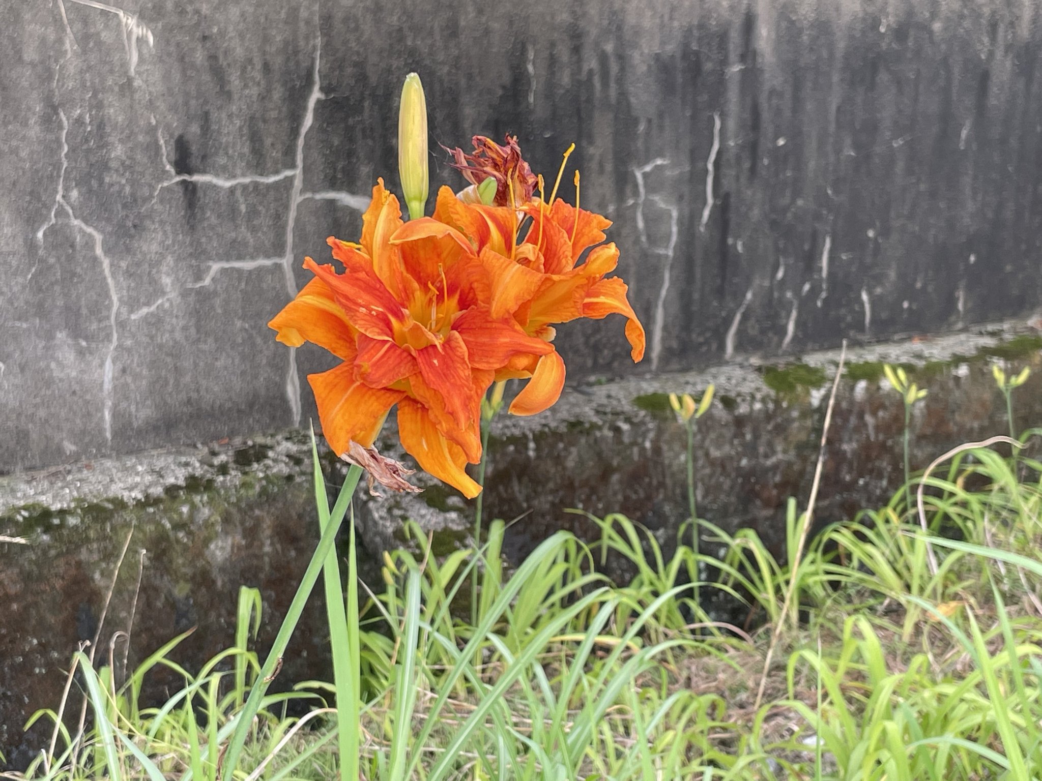 稲葉喜美子 アンコール encore オンラインストア販促 本・音楽・ゲーム