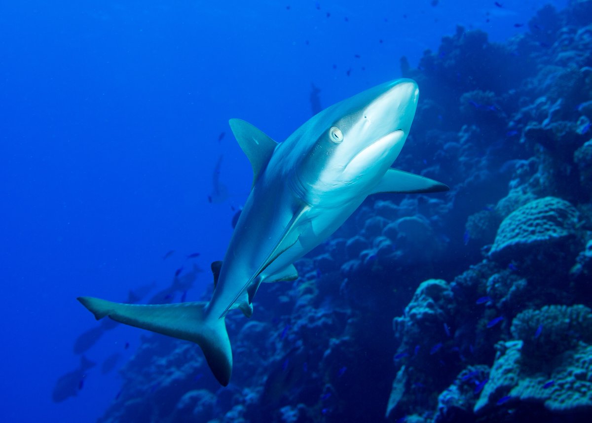 MissionBlue's tweet photo. "As never before, we can envision the boundaries of our life support system and understand why protecting nature is critical to our survival." @SylviaEarle

Photo by Kurt Cotoaga https://t.co/MPjnd9LDd3