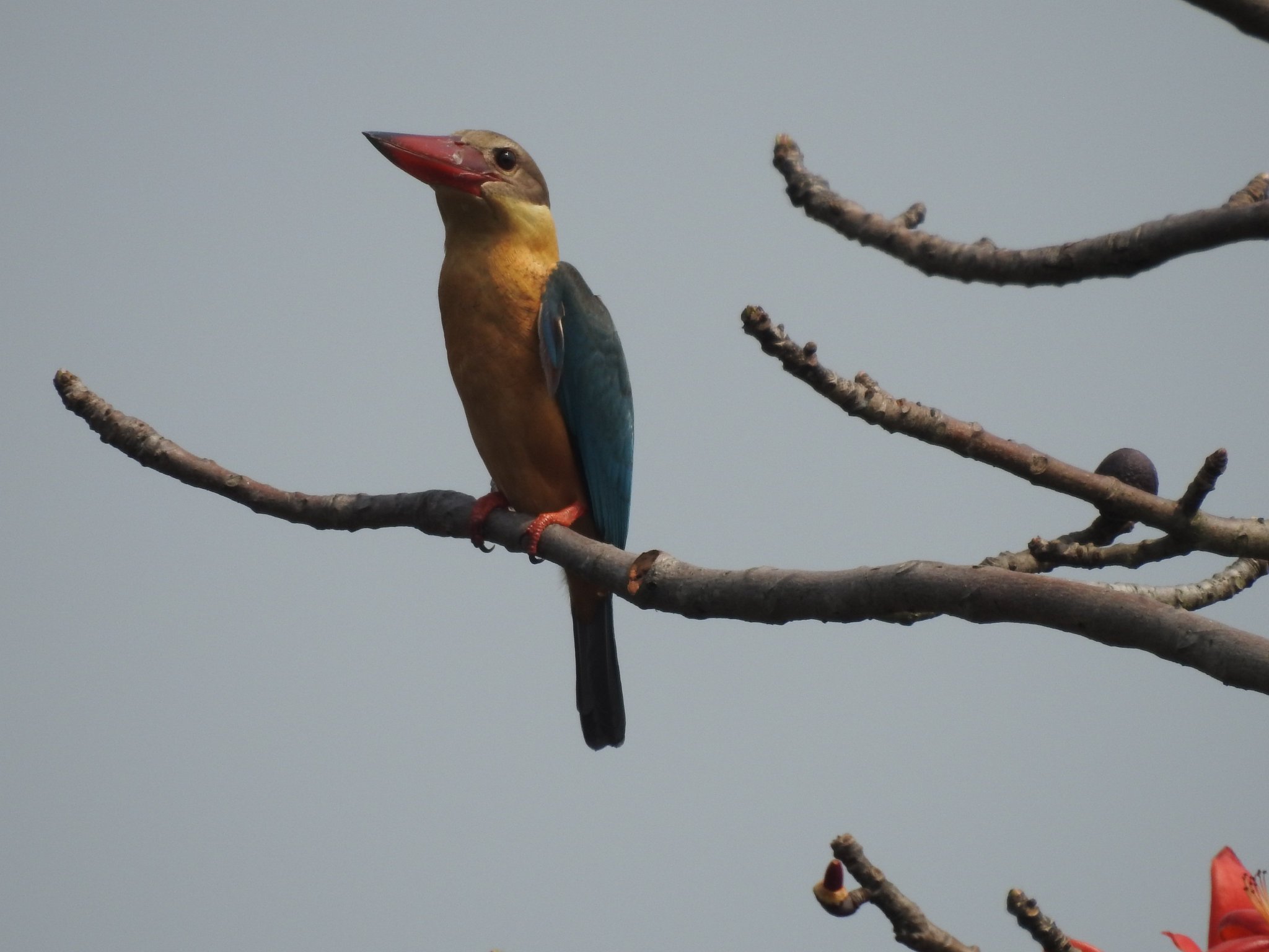 hem-sagar-baral-on-twitter-stork-billed-kingfisher-largest-of-nepal