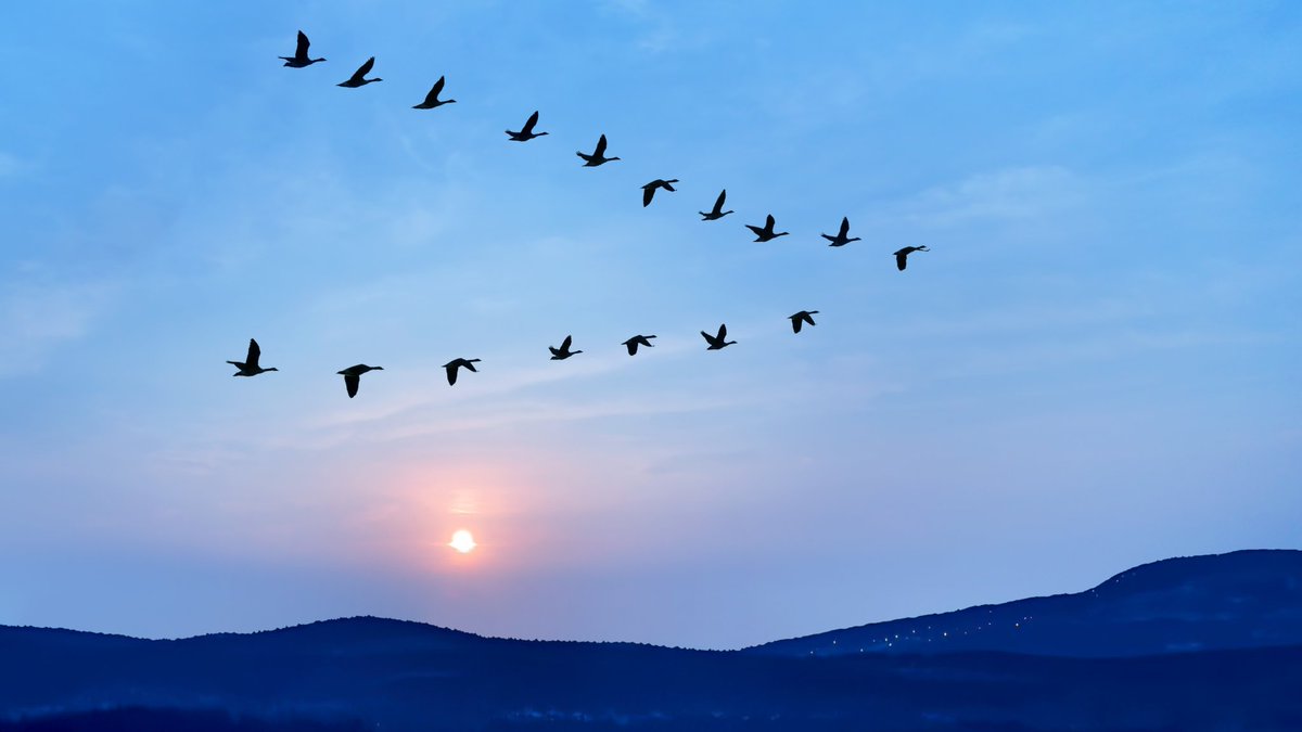 Astro_Radifah's tweet image. #ScienceForEveryone: This week, in #ABPLive&apos;s #science column, I explained why most birds, including geese, fly in V-formation, and how the #physics behind it works. To know everything, read my article. news.abplive.com/science/scienc…