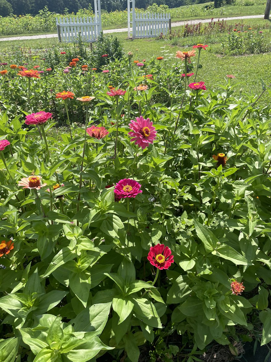 Flowers, art, and lunch at Steenbergen Sunflower Farm today!  What a beautiful place to visit! 🌻🖼️🌸 #SFSP  #LCPride