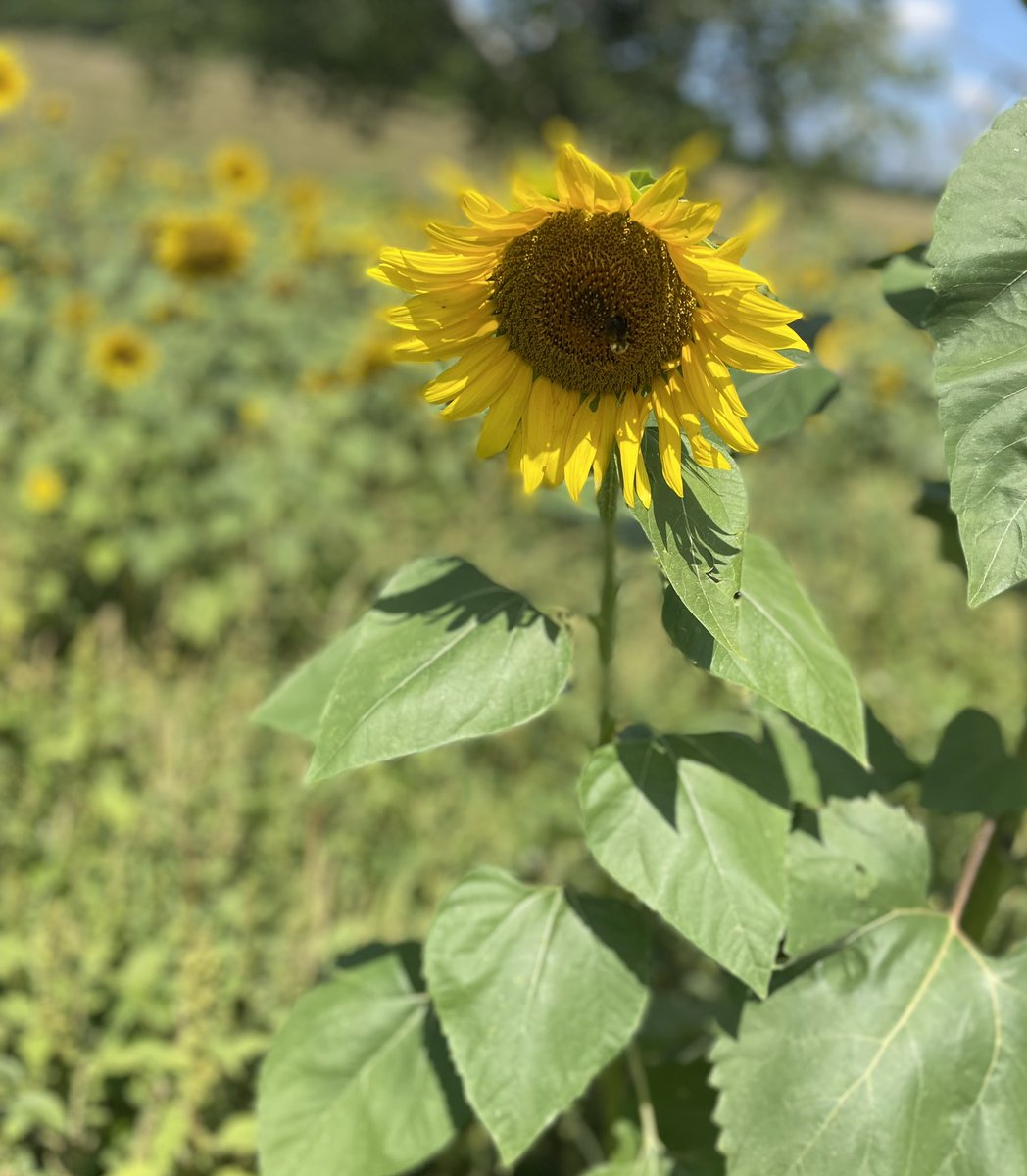 Logan County Schools Food & Nutrition tweet media