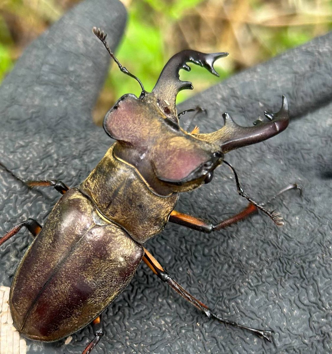 北虫舎 (@hokuchusha1919) / Posts / X