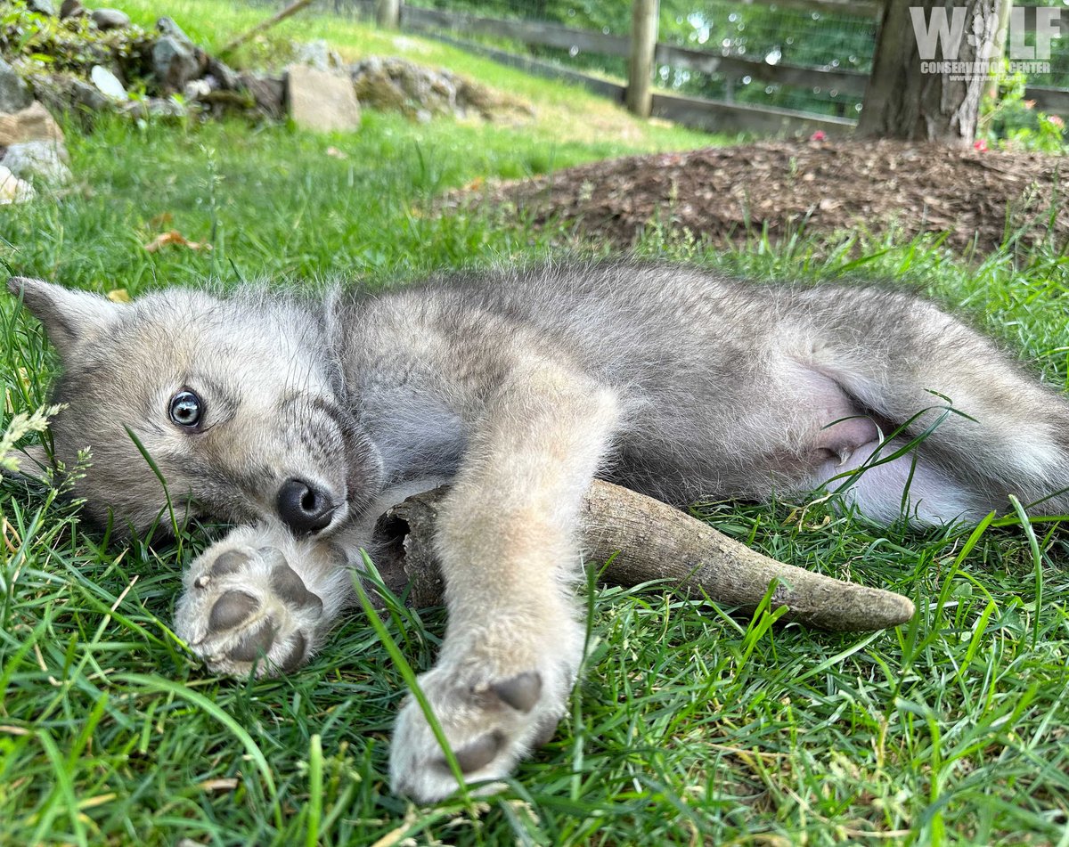 Chill like a wolf pup 😎