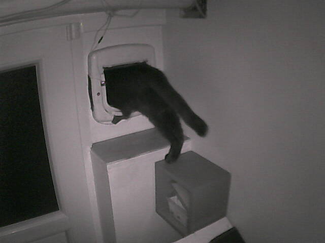 PepitoTheCat's tweet photo. Pépito is out (03:22:20) https://t.co/aIvwP0ixR0