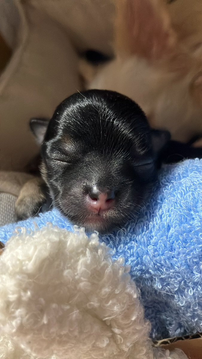 次男坊は222g
ブラックタンチワワかな https://t.co/baMqxIZyxI