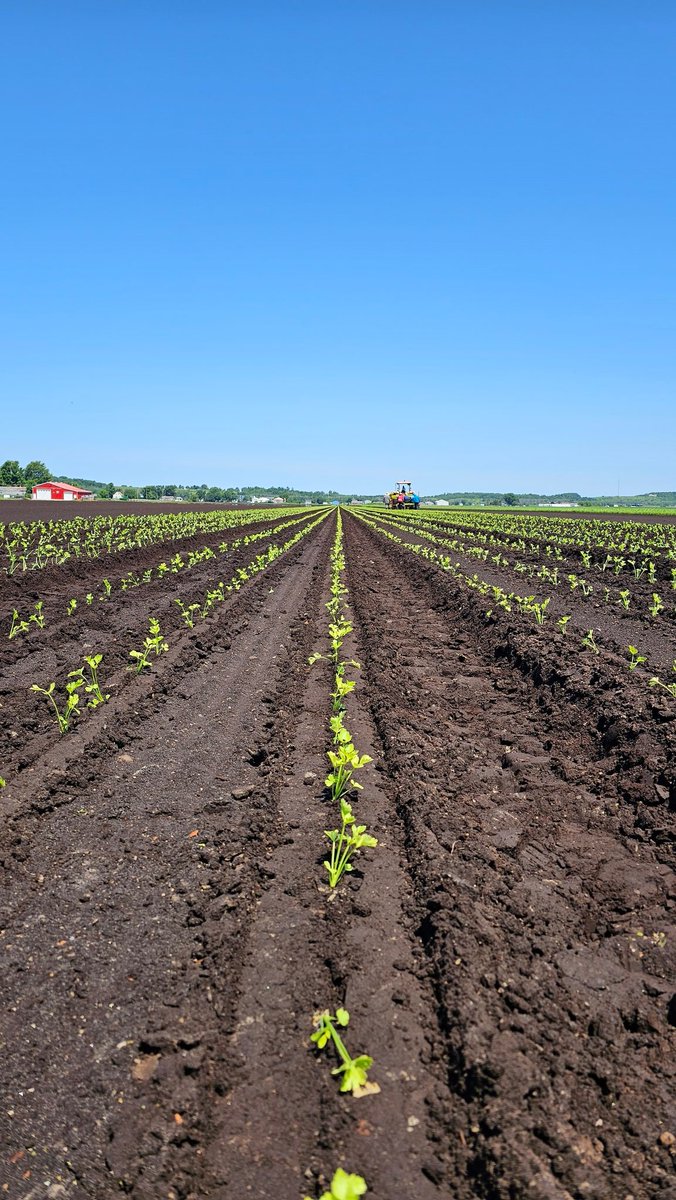 Beautiful day in the #hollandmarsh transplanting celery with @Trimble_Ag RTK Autopilot!