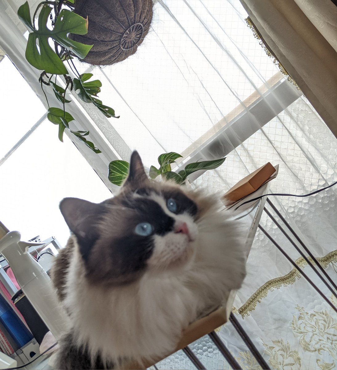 風鈴の音が気になるネ🎐𓂃𓈒𓂂
 #ラグドール
 #猫のいる暮らし
 #風の強い日