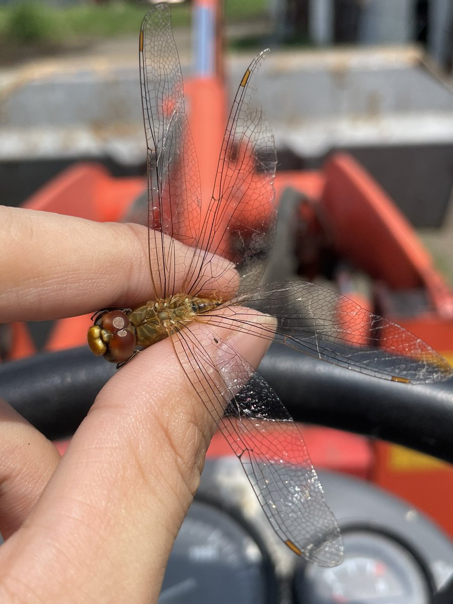 トンボが蜘蛛の巣に引っかかってた
この時期多いのよねぇ
(※虫アップ) https://t.co/PJ5uu6Pp73