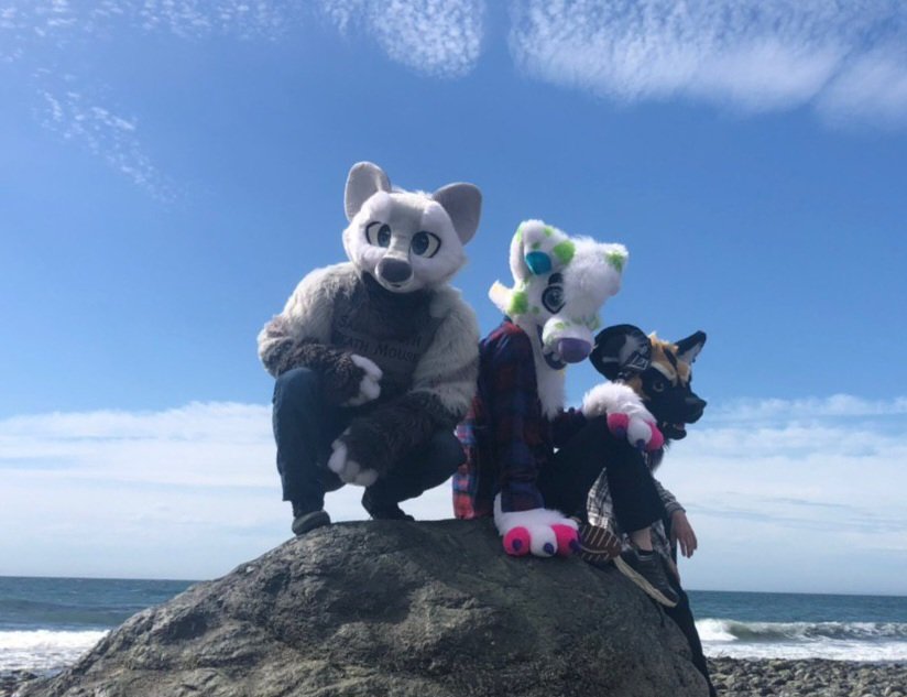 FrankFrankXP's tweet photo. The dogs at the beach are free #FursuitFriday https://t.co/92xZh21tQt