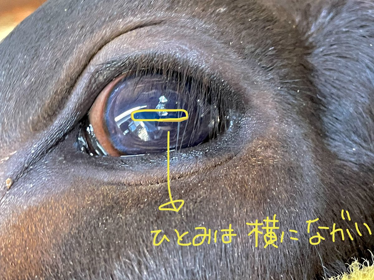 横に長い牛の瞳孔
見えづらいけど参考までに。 https://t.co/hgYziNjZgy