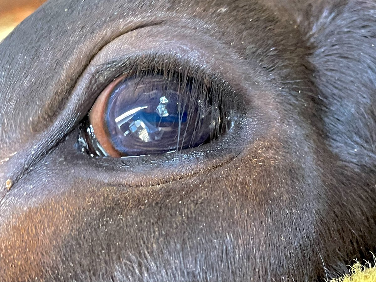 横に長い牛の瞳孔
見えづらいけど参考までに。 https://t.co/hgYziNjZgy