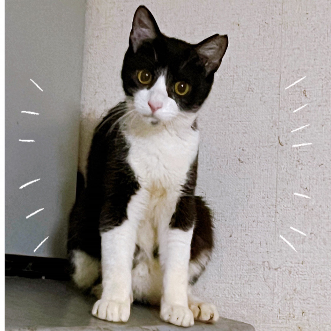 honmoku_cat's tweet photo. ソイくん - 保護猫モッチハウス https://t.co/kRepKQJCJG https://t.co/JyMT8I5z5P