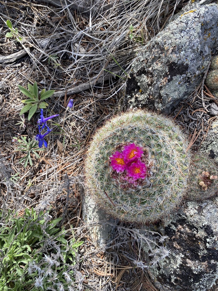 jazthealien_'s tweet photo. @sanholobeats small bbs on top of the cactus 🥹 https://t.co/U0uke5fBXU