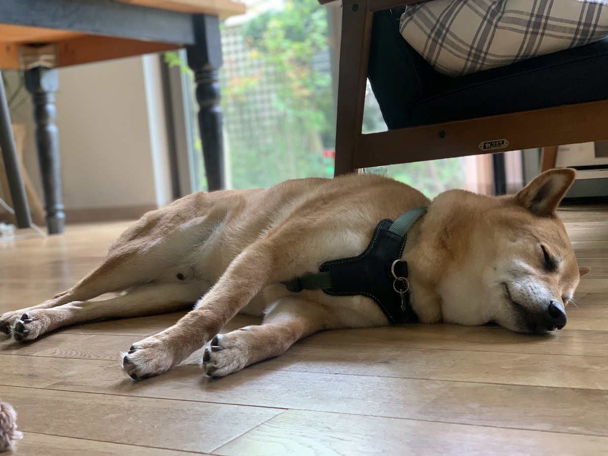 waonstagram's tweet photo. しばもちりん🌞🐕
#犬用CBD
#CANNIMAL
#カンニマル https://t.co/0UcsTDBbR1
