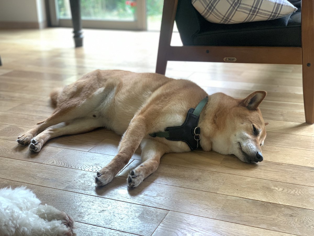 waonstagram's tweet photo. しばもちりん🌞🐕
#犬用CBD
#CANNIMAL
#カンニマル https://t.co/0UcsTDBbR1