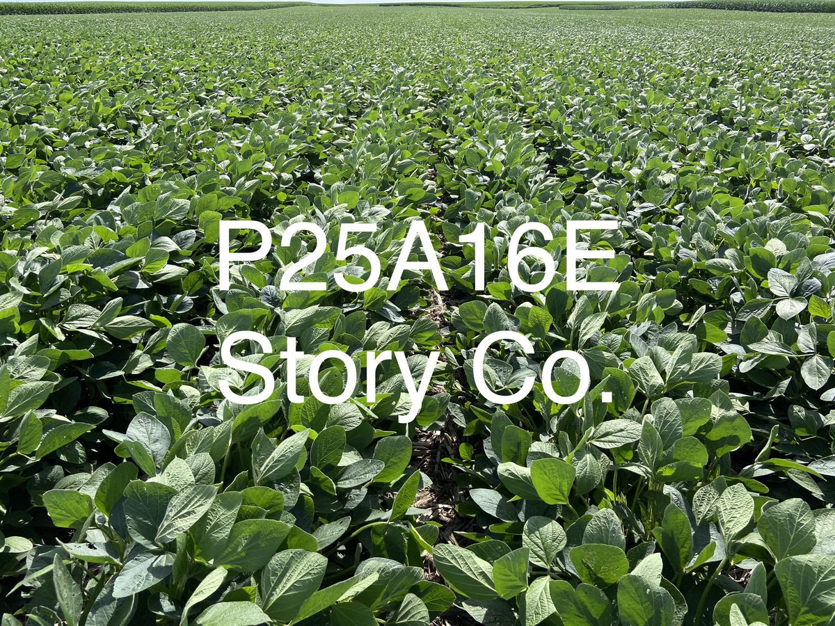 PioneerVande's tweet photo. Remember the summers when some debated whether Enlist E3 soybeans cupped on their own or after sprayed with Enlist 2,4-D Choline? I don’t miss those conspiracy theories. Looking good in central Iowa. https://t.co/1vNtUMWB1F