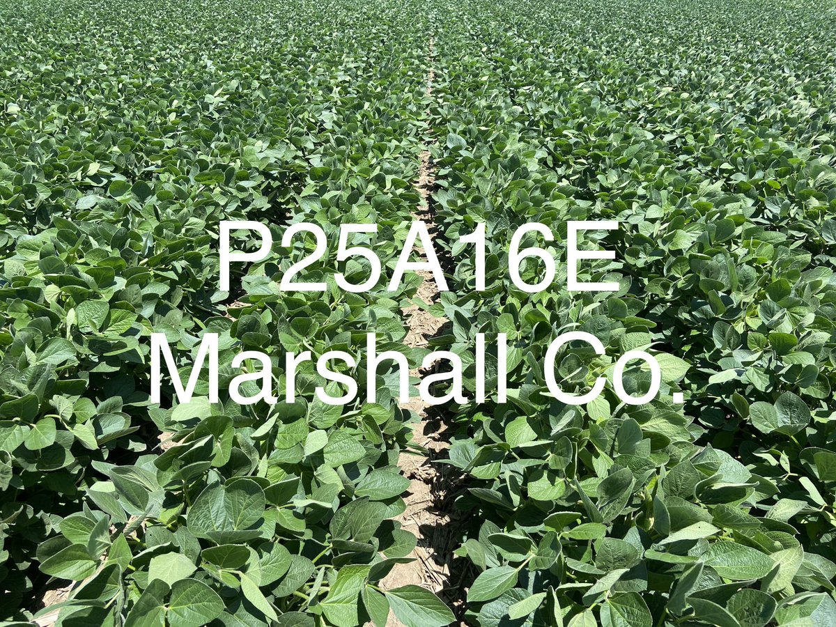 PioneerVande's tweet photo. Remember the summers when some debated whether Enlist E3 soybeans cupped on their own or after sprayed with Enlist 2,4-D Choline? I don’t miss those conspiracy theories. Looking good in central Iowa. https://t.co/1vNtUMWB1F