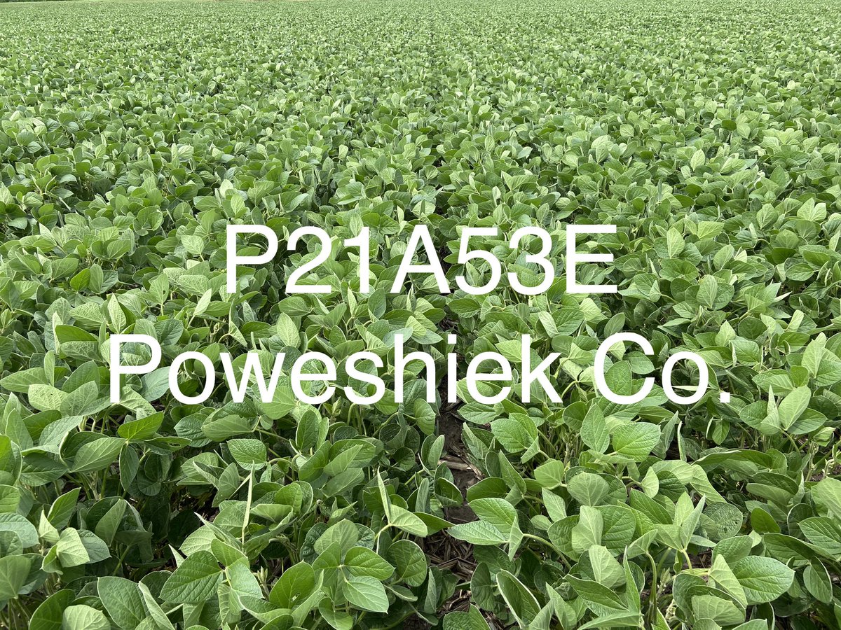 Remember the summers when some debated whether Enlist E3 soybeans cupped on their own or after sprayed with Enlist 2,4-D Choline? I don’t miss those conspiracy theories. Looking good in central Iowa.